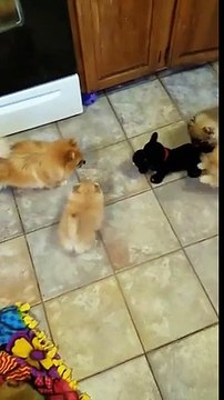 3 chiots énervés par un faux chien robot tournent en rond !