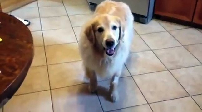 Sorti du vétérinaire ce chien est défoncé LOL