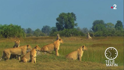 Faune - 130 ans du National Geographic
