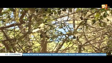 SANTÉ-PLATE MÉDICINALE "GUEN GUI DEG" POUR TRAITER LA DRÉPANOCYTOSE