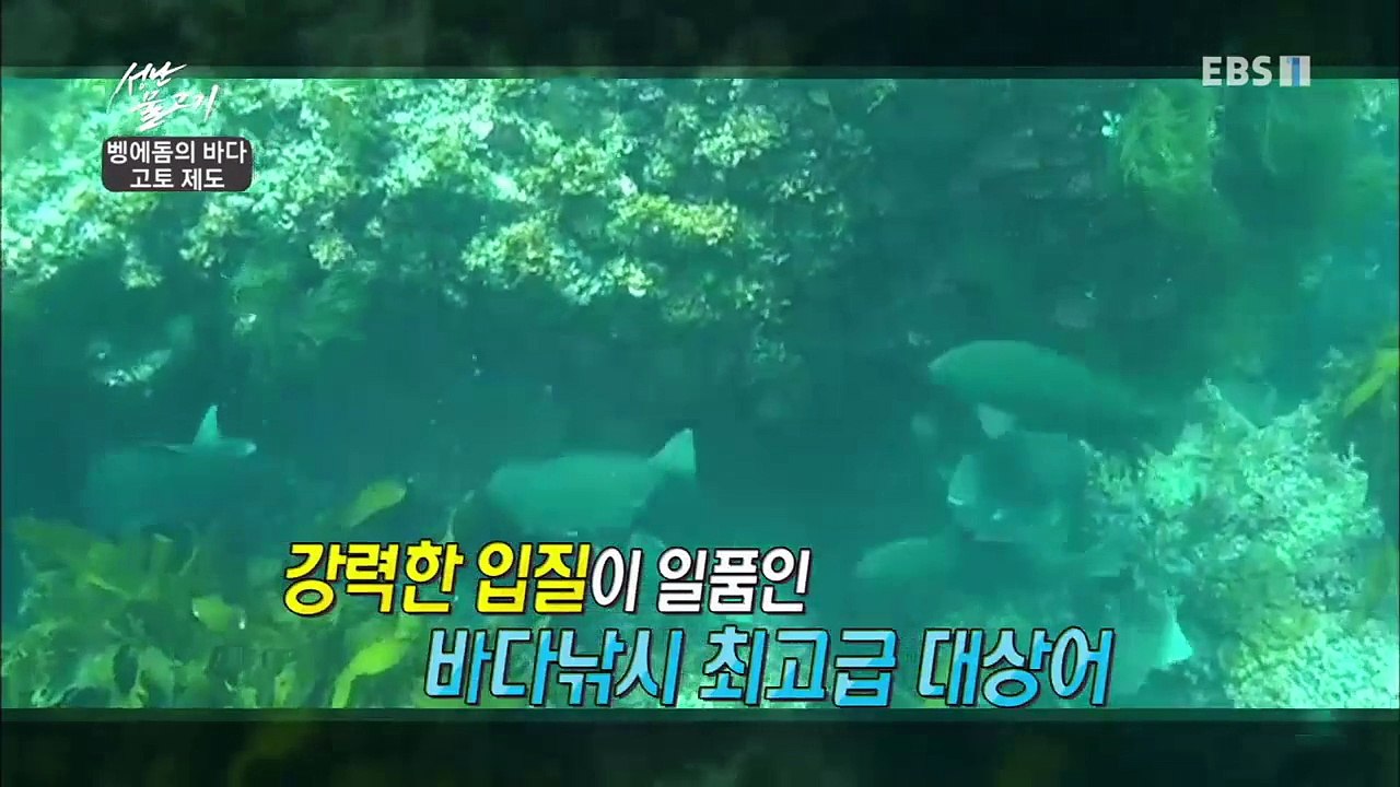 성난 물고기 - 벵에돔의 바다, 고토 제도_#001