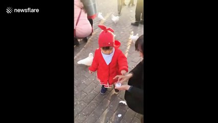 Tải video: Une enfant vole la nourriture d'un pigeon