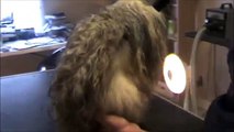 How to Groom a Matted Shih Tzu