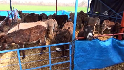 'Eşeklere kimlik' üreticiyi sevindirdi - MANİSA