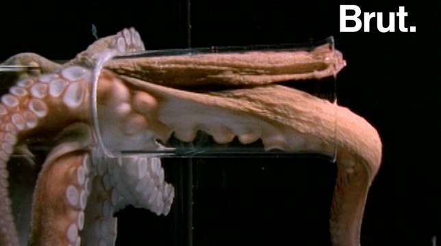 Comment les pieuvres s'échappent-elles ?