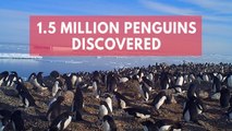 Scientists discover hidden supercolony of 1.5 million penguins
