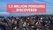 Scientists discover hidden supercolony of 1.5 million penguins