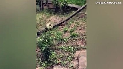 Dramatic moment villagers battle to save a puppy from the clutches of a giant anaconda