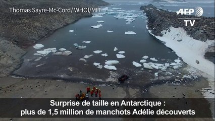 Antarctique: découverte de 1,5 million de manchots Adélie