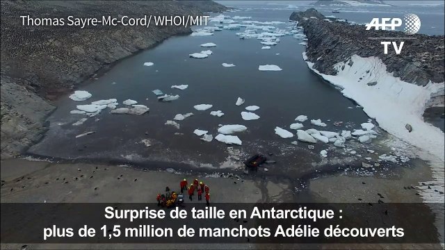 Antarctique: découverte de 1,5 million de manchots Adélie