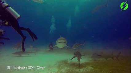 Un requin tigre stoppé par un plongeur