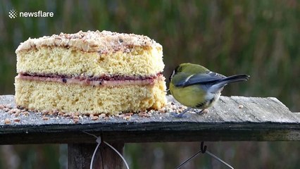 Cute little bird eats birthday cake with enormous beak