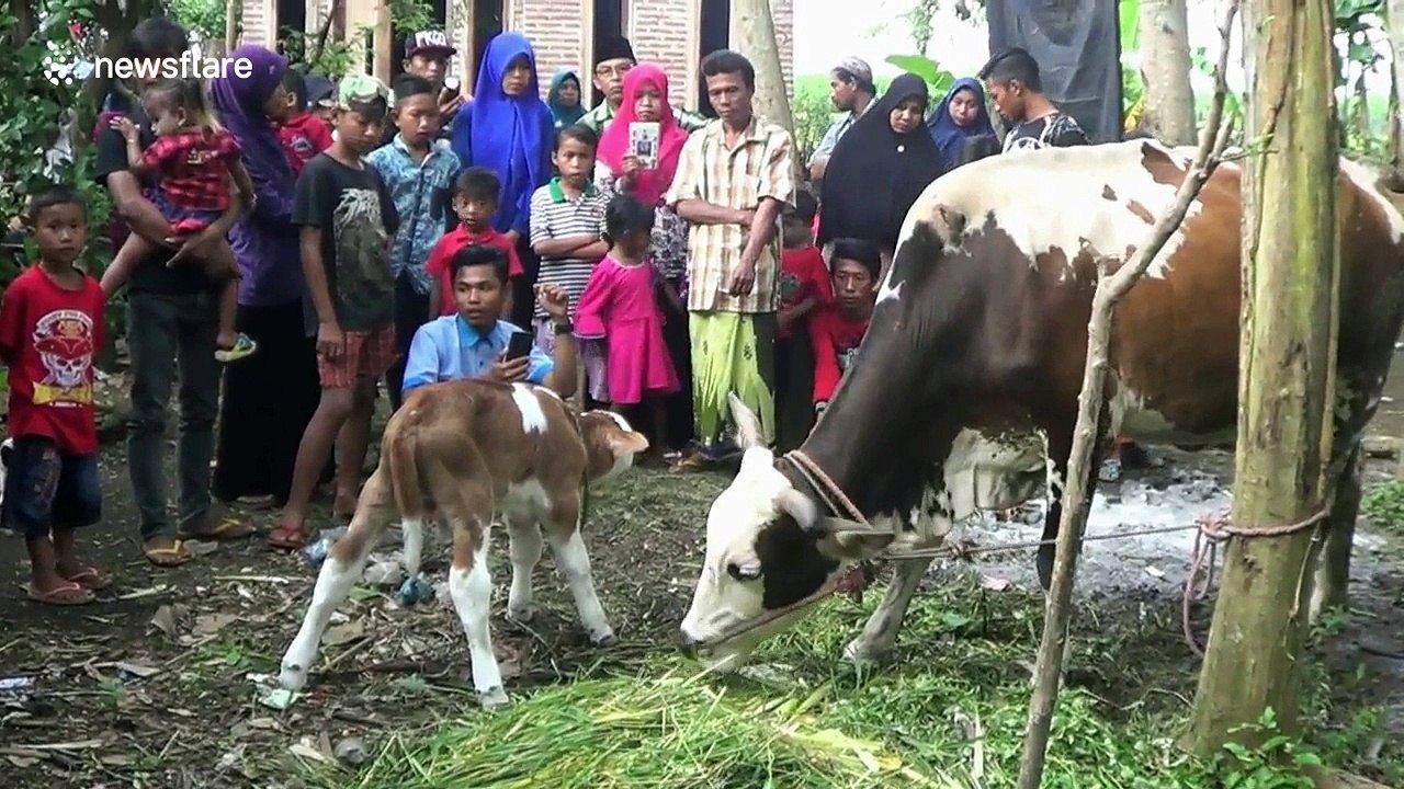 Strange newborn calf has the face of a Persian cat