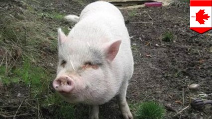 Canadian man sorry for eating his pet pig Molly