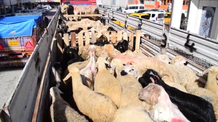 Mehmetçik'e Kurbanlık Boğa ve 91 Koyun Gönderildi