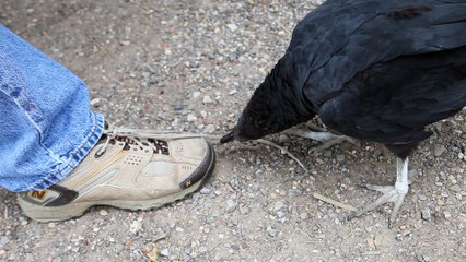 Buzzard unties shoelaces