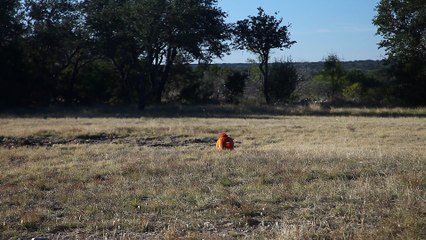 Tannerite blows up pumpkin.