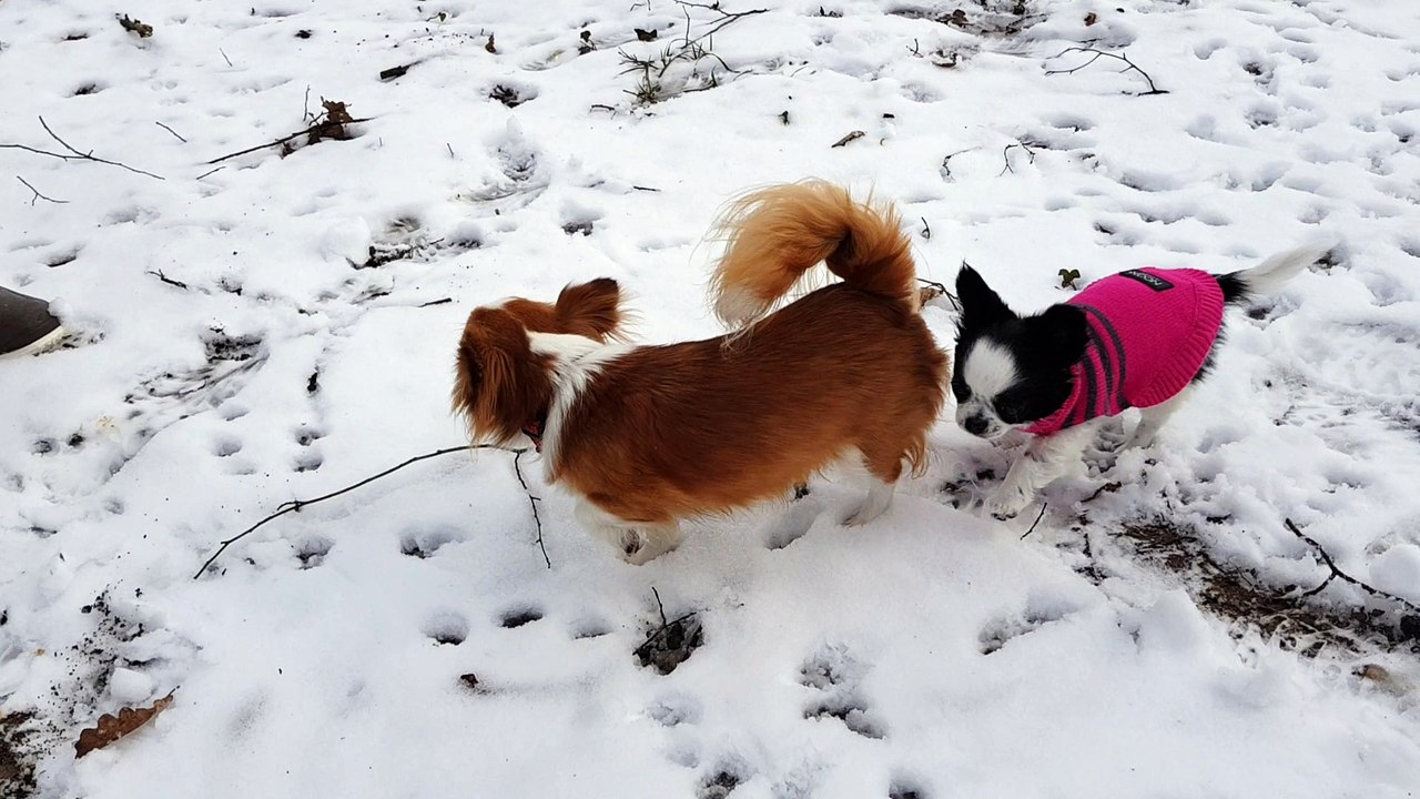 Nouage 1ers pas dans la neige