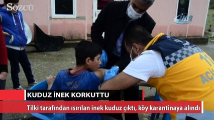 Tilki tarafından ısırılan inek kuduz çıktı, köy karantinaya alındı