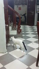 Ce chat est tellement intelligent... Regardez