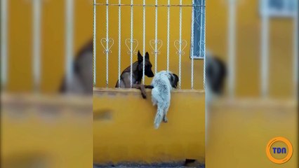 Une incroyable complicité entre ces deux chiens