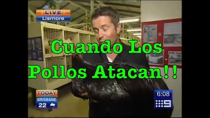 Cuando los Pollos Atacan!! Gallos y Gallinas Vs Humanos!!