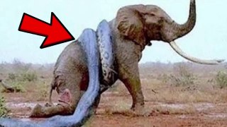 10 DEADLIEST Animals In Africa!