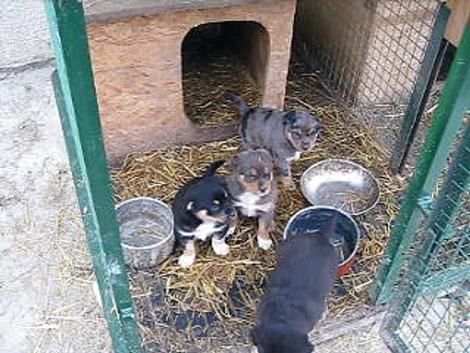 Chiots JAVA 1