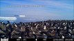 Cientistas descobrem 1,5 milhão de pinguins na Antártica