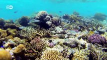 Fiji - Coral Reefs Protect Biodiversity | Global Ideas