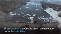 Inesperado hallazgo de pingüinos adelaida en el océano Antártico