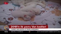 2018'in ilk yavru Van kedileri