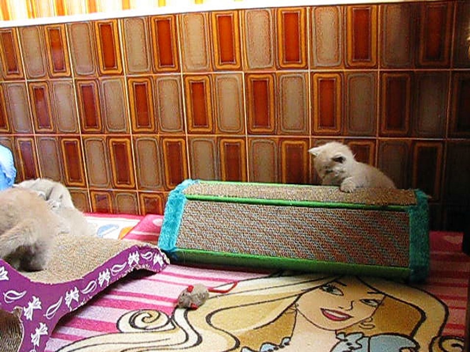 British shorthair de Mamyco 01