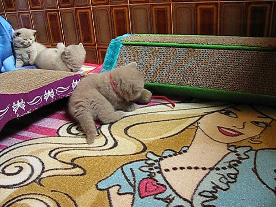 chatons British shorthair de Mamyco 03