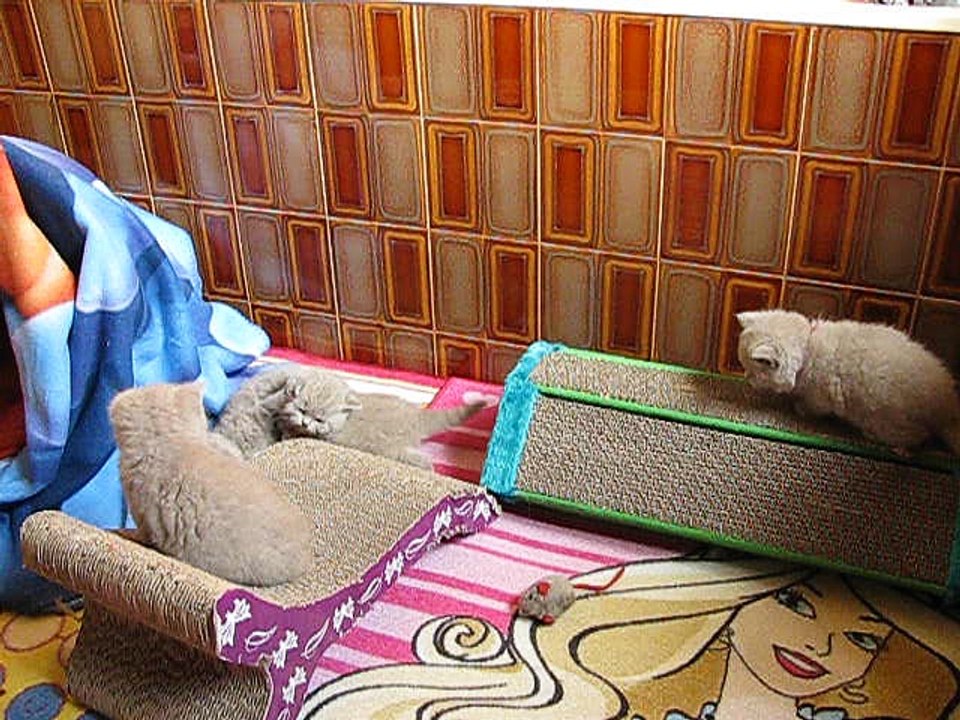 Chatons British de Mamyco 04