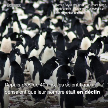 Plus d'un million de manchots découverts en Antarctique