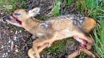 Germany: Rescuing the Fawns | European Journal