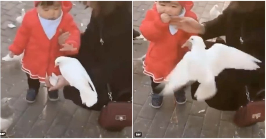 Pombo sente na pele a "delicadeza" de uma criança ao pegar na comida sem autorização