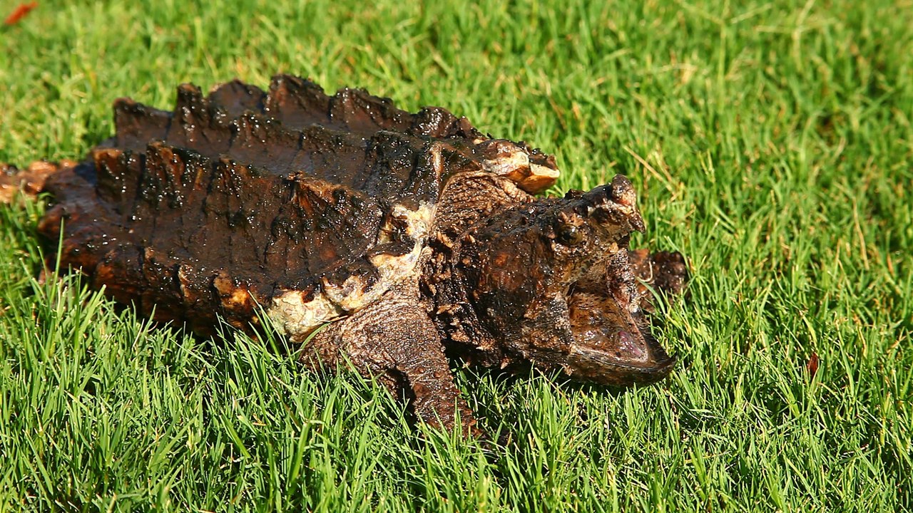 Alligator Snapping Turtle