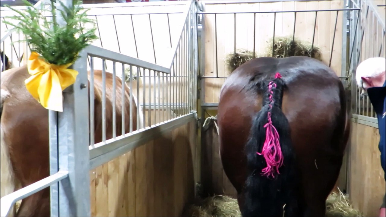 Salon de l'agriculture l'aventure de Flicka la jument de trait comtoise