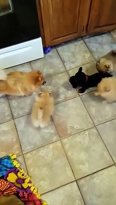 Trop drôle : ces chiots s'énervent contre un petit chien robot