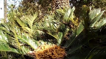 Un palmier.  نخلة