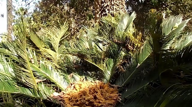 Un palmier. نخلة