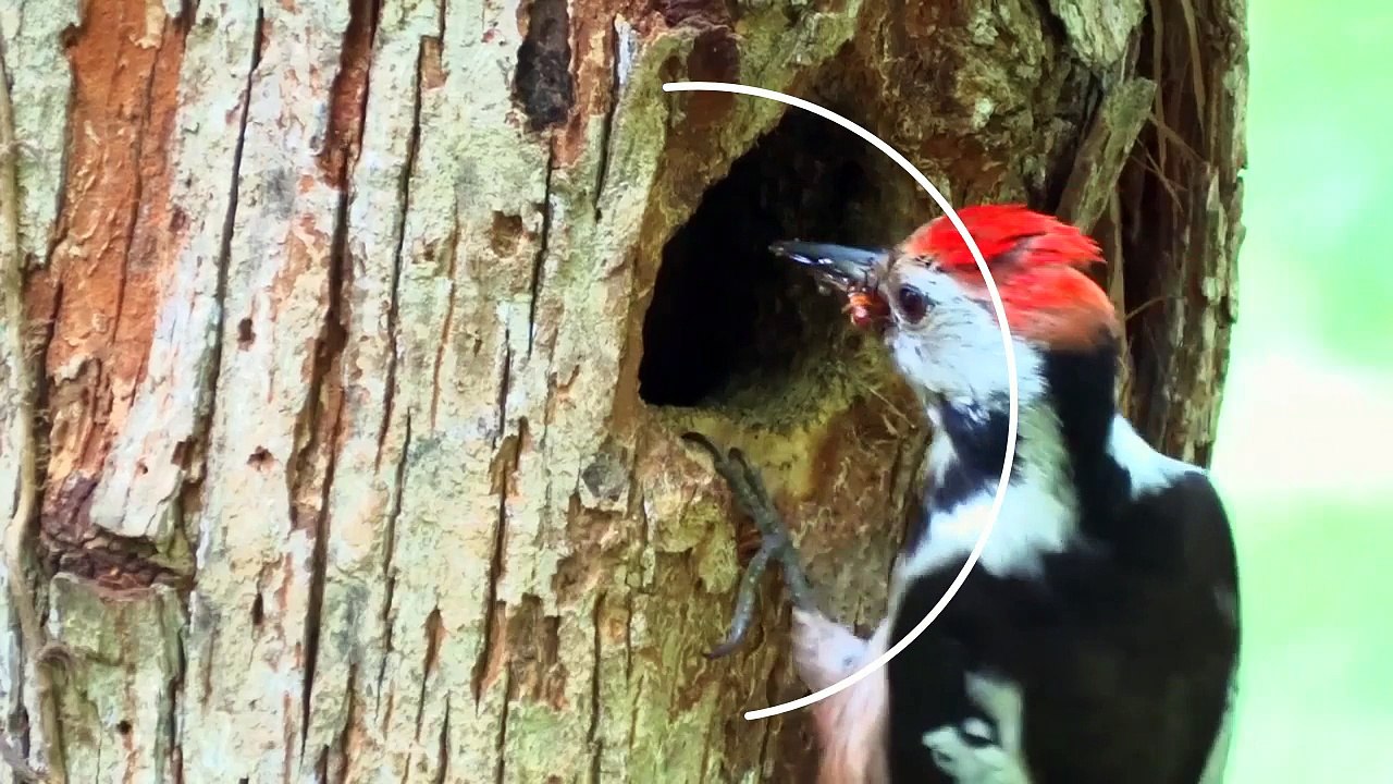 Duyuyor Musun ? - Do You Hear ?