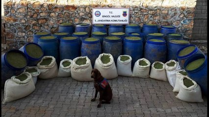 Terör operasyonunda 1 ton 240 kilo toz esrar ele geçirildi