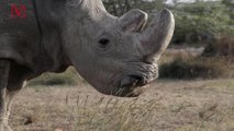 The Last Living Male Northern White Rhino is in Poor Health