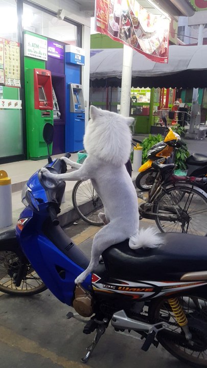Unusual Biker
