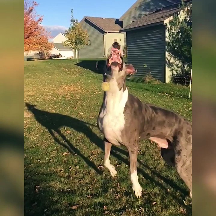 Plus le chien est grand, plus le cœur est grand