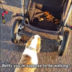 Ce jeune chien est pire qu'un gamin. Il refuse de marcher...
