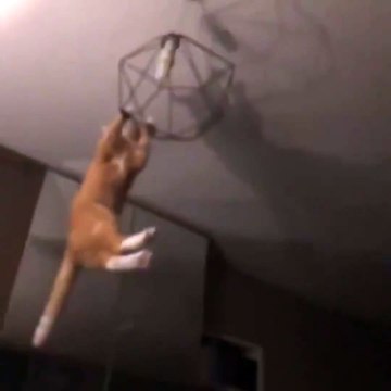 Quand ton chat est pire que tes potes bourrés